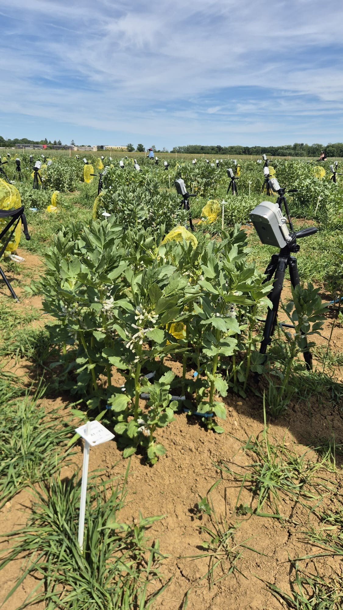 Faba bean genotype plot