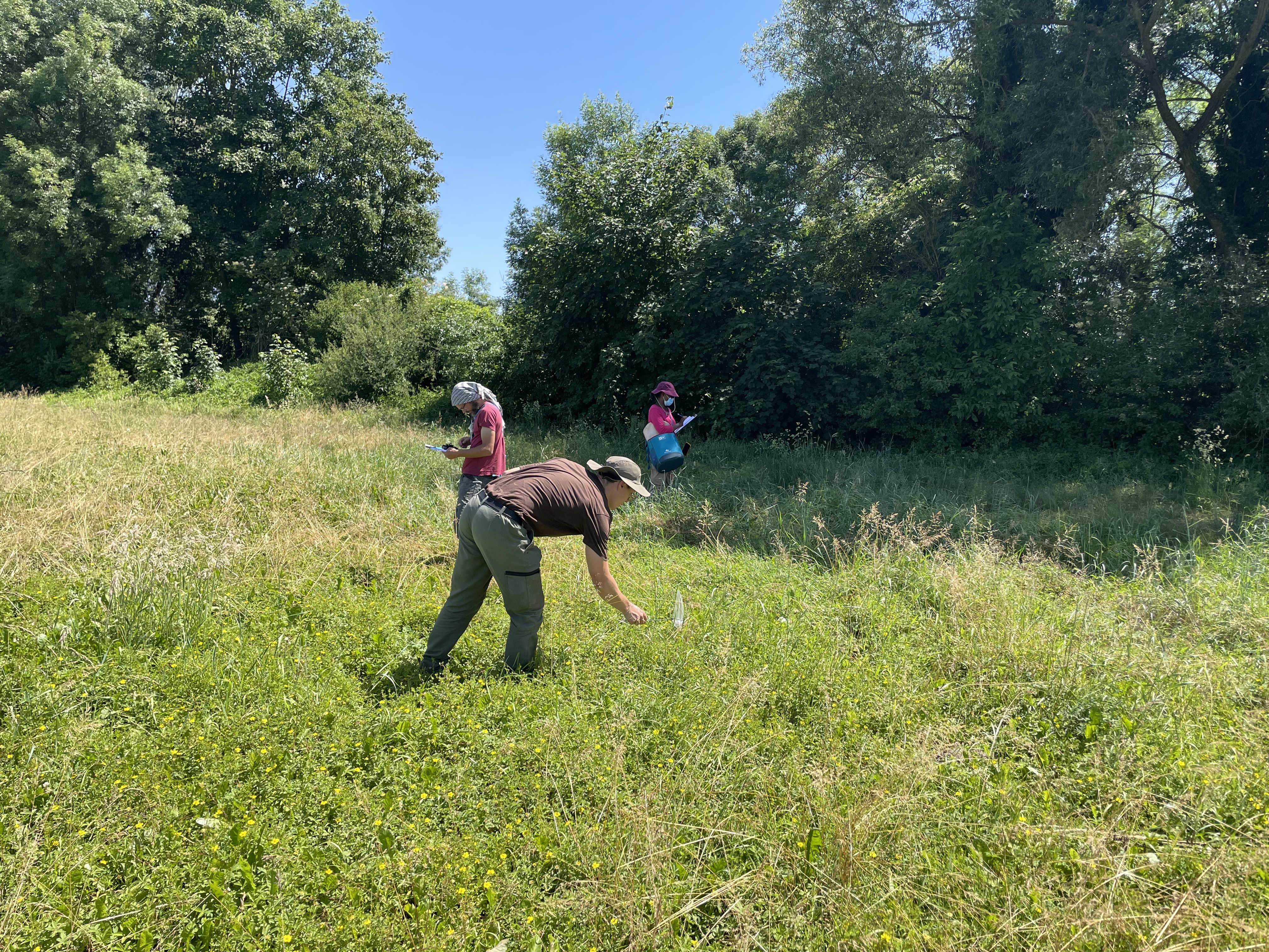 WP4 fieldwork in a meadow