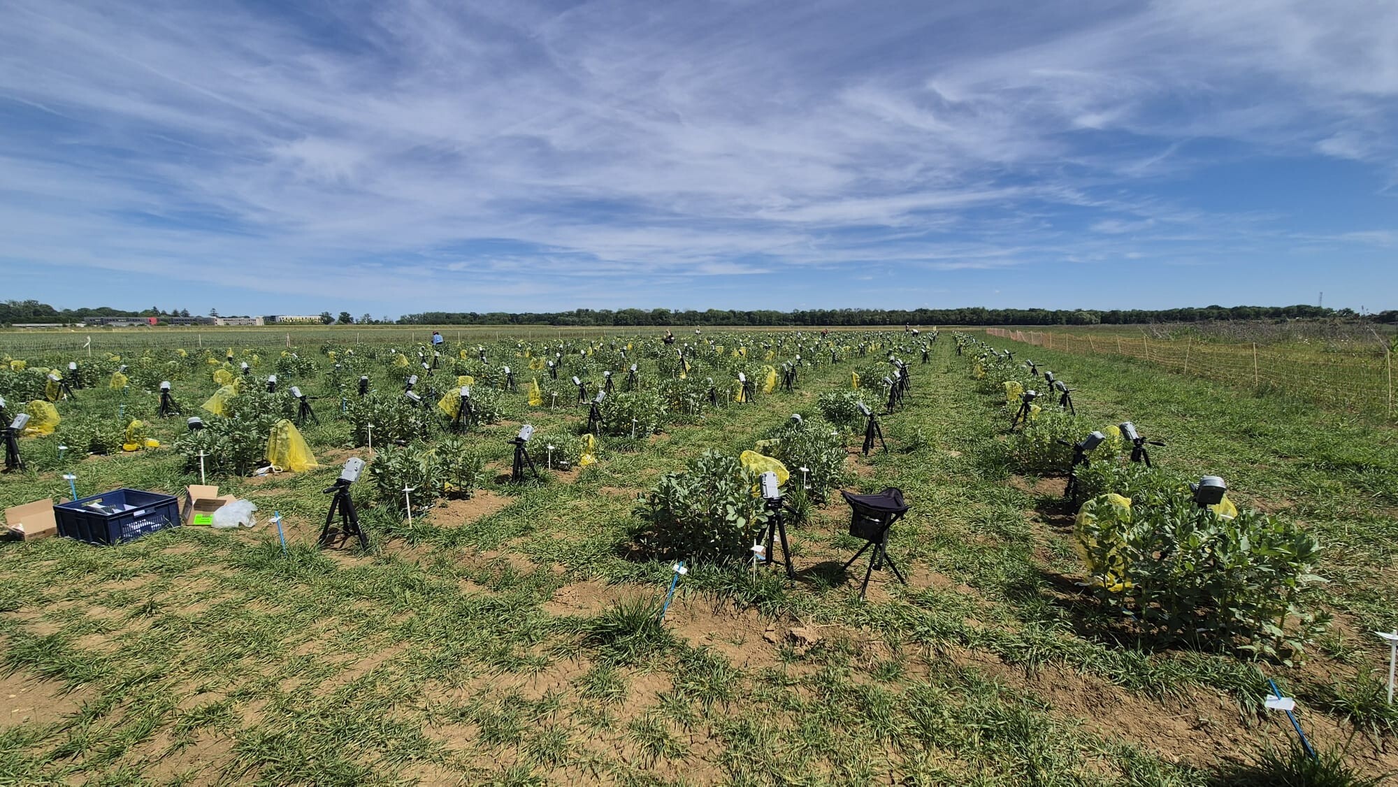 Faba bean GWAS trial field with cameras