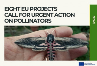 Europe risks a crisis if it fails to halt pollinator loss, researchers warn