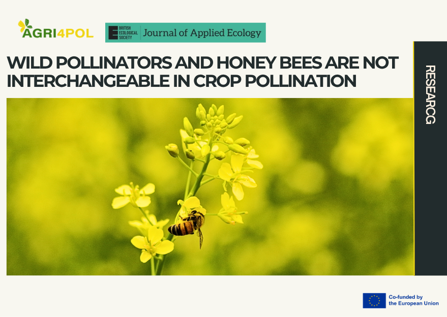New AGRI4POL co-funded research shows that wild pollinators and honey bees are not interchangeable in crop pollination